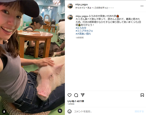 ミニブタとたわむれる柳生さん