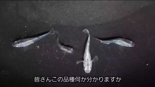 おすすめ