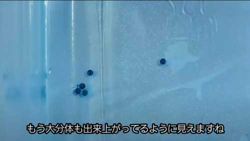 もうすぐ孵化する卵