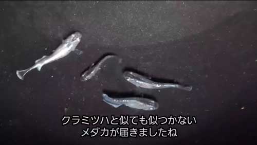 育てた結果