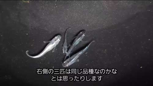 ミックスだったメダカ