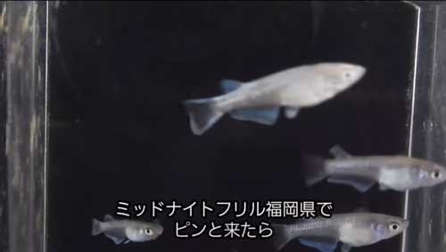 メダカの画像