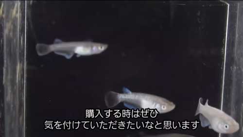 育てられているメダカたち