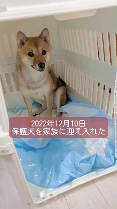 動かない柴犬