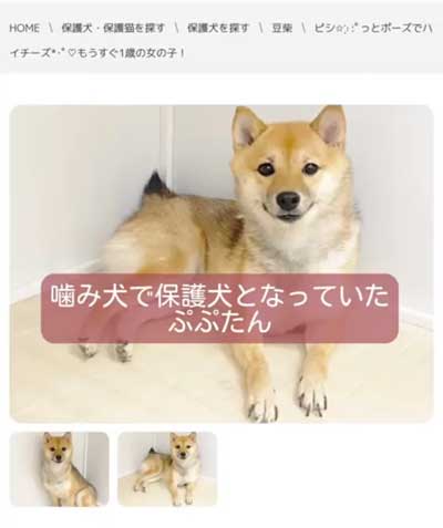 保護犬をお迎え