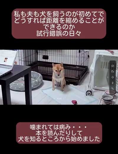 動かない柴犬