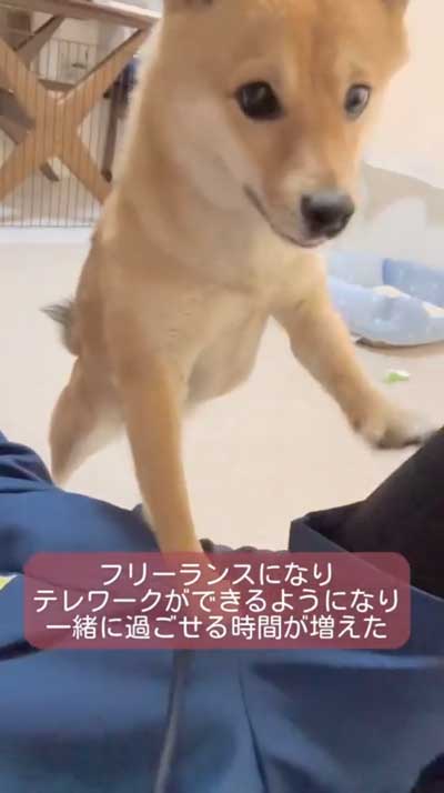 ママと柴犬