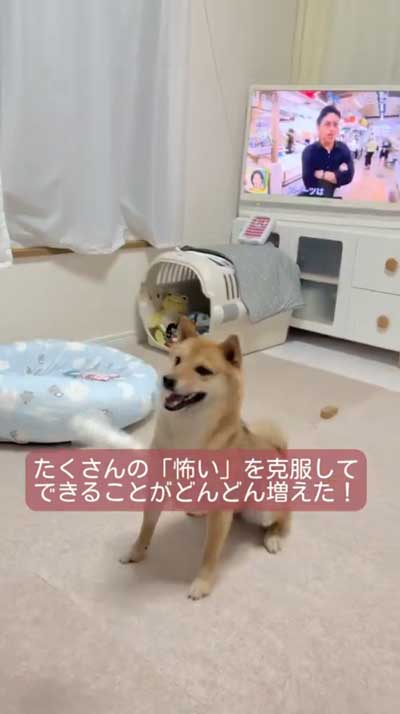 笑顔の柴犬