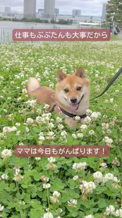散歩中の柴犬