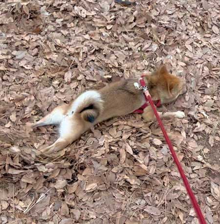 落ち葉に寝転ぶ柴犬