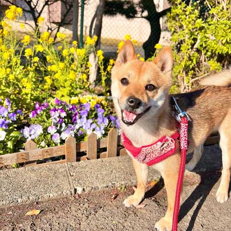 笑顔の柴犬