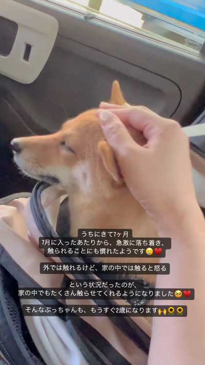 なでられる柴犬