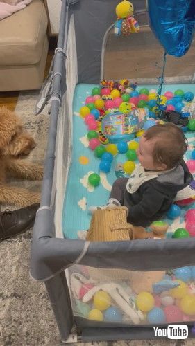 「Baby's Best Friend || ViralHog」