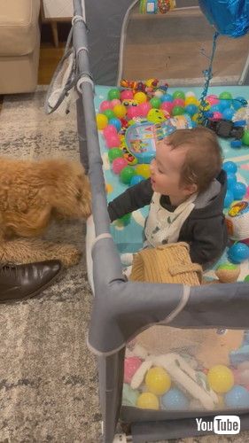 「Baby's Best Friend || ViralHog」