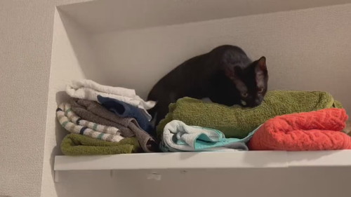 タオルに埋まる黒猫