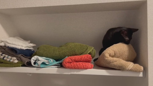 タオルをかむ黒猫