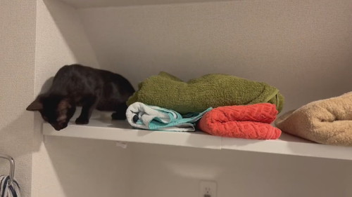 下を確認する黒猫