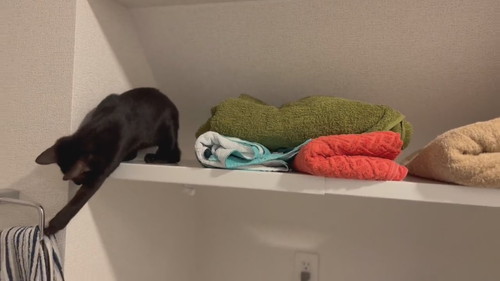 いたずらする猫