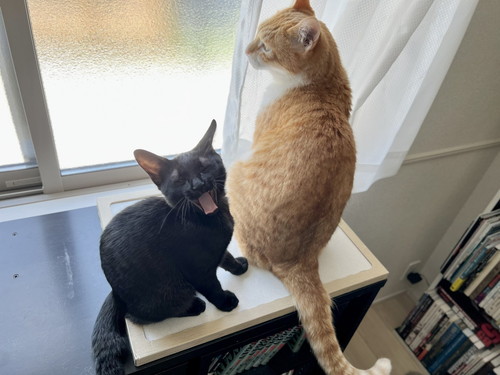 猫ちゃんたち