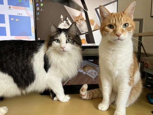 猫のツーショット