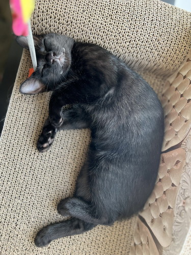 すやすや猫ちゃん