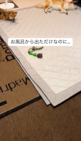 寝てるワンコとカメラ見るワンコ