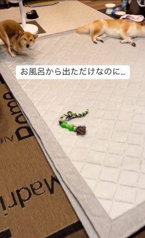 かがんでる柴犬