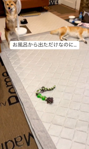 立ち上がるワンコ