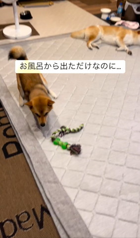 歩いてくる柴犬