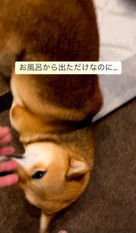 ごろんして手を見るワンコ