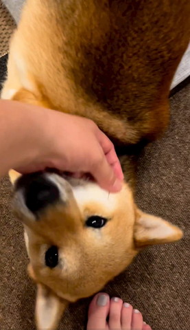 あおむけで見つめるワンコ