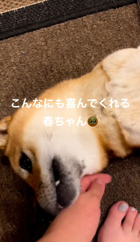 ごろんするワンコ横顔