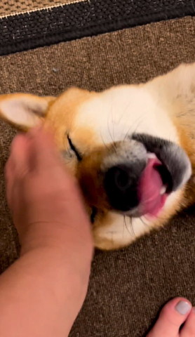 なでられる柴犬アップ