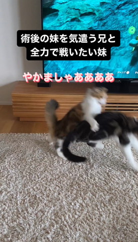 やかましゃああテロップ