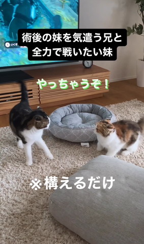 構えるだけテロップ