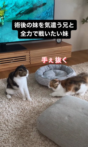 手ぇ抜くテロップ