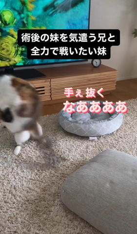 手ぇ抜くなテロップ