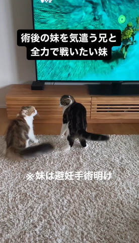 妹は避妊手術明けテロップ