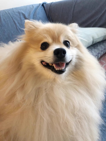 笑顔のワンコアップ