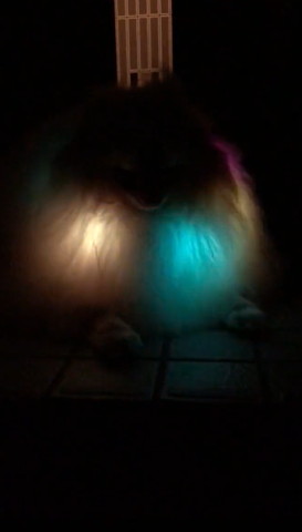 黄色とブルーの光