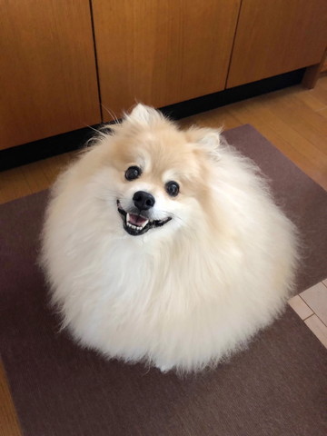 笑顔で座ってるワンコ