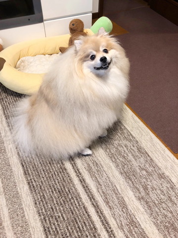 振り返りワンコ