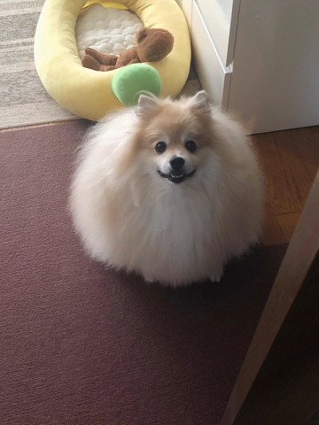 まん丸なワンコ