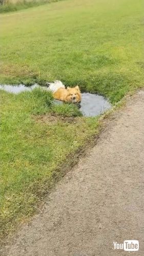 水たまりに入るワンコ
