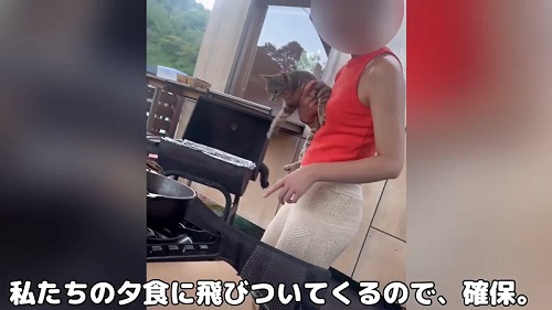 抱っこされる野良猫