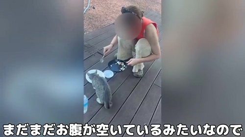 ごはんを食べる野良猫