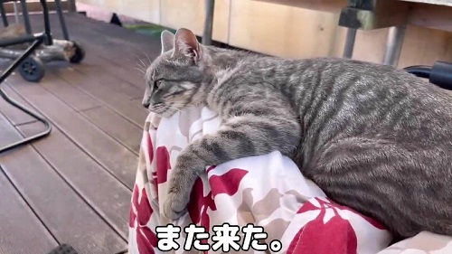 ホテルに住み着く野良猫