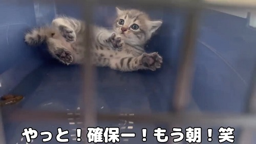 捕獲した子猫