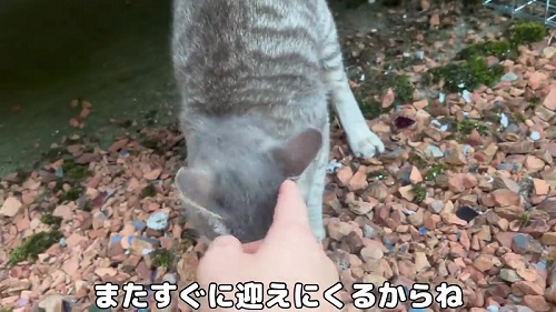 約束する投稿者と母猫