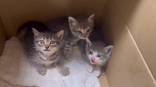 保護した子猫3匹